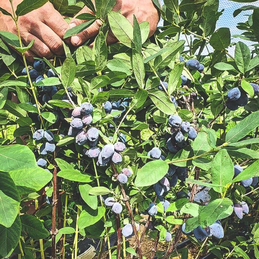 Mogna Blue-Treasure blåbärstry på buske