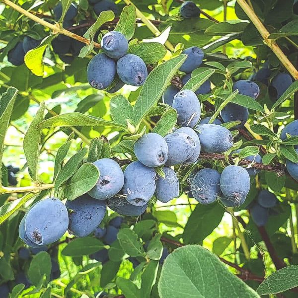 Mogna Strawberry-Sensation blåbärstry på buske