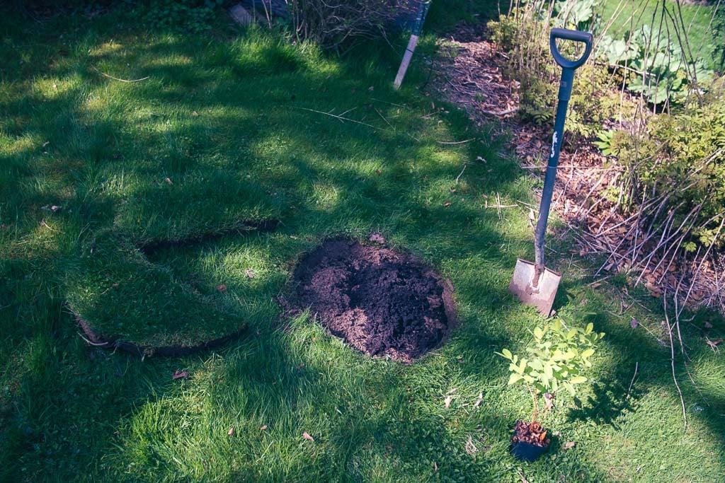 Blåbärstry (Boreal-Blizzard), spade och uppgrävd grop i gräset