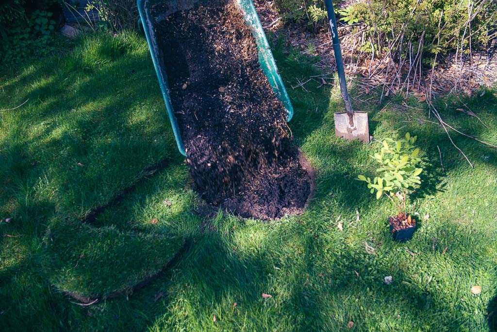 Jord för blåbärstryplantering hälls på