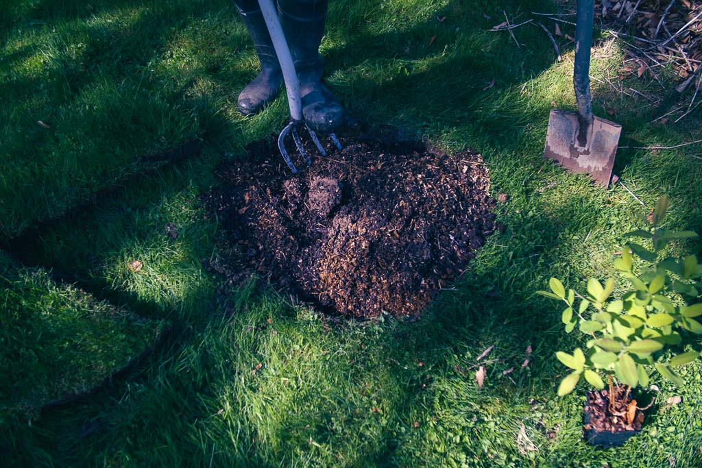 Jorden för blåbärstryplantering luckas upp