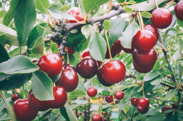 Ett knippe mörkröda buskkörsbär av sorten Carmine Jewel på kvist