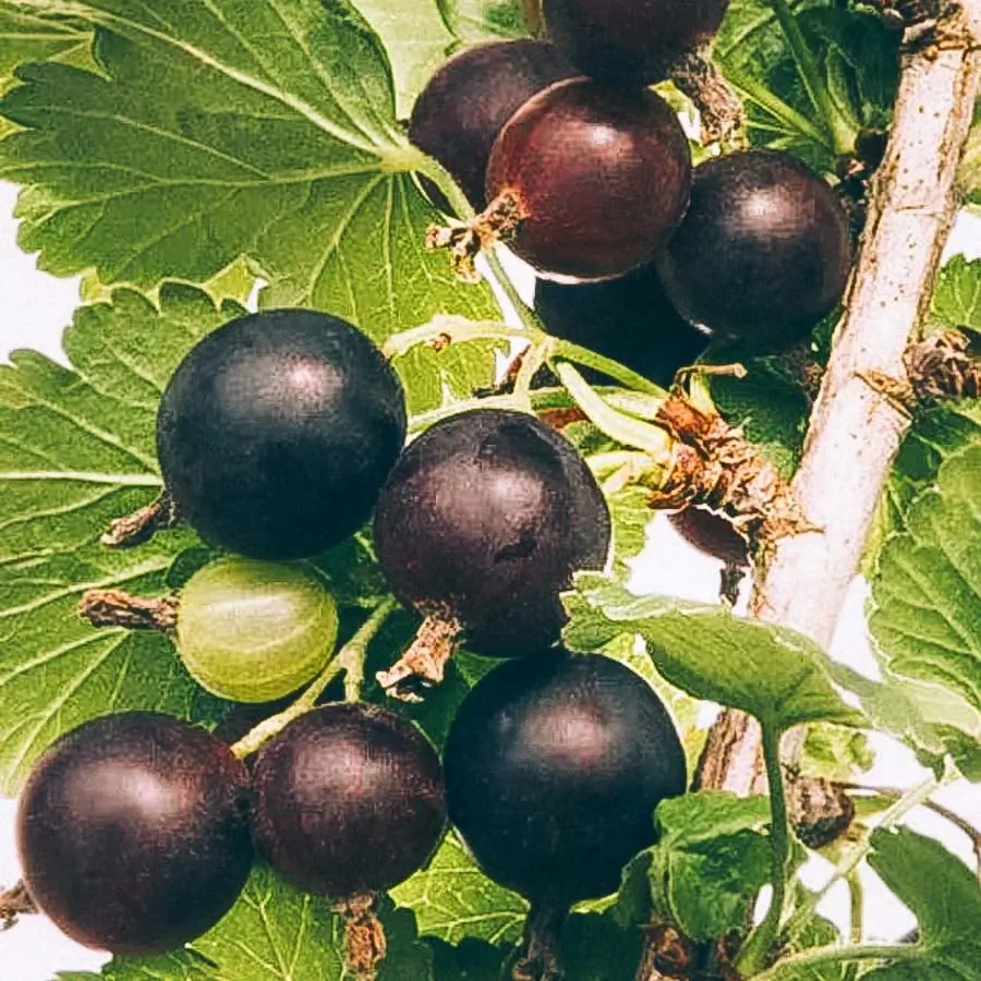 Krusvinbär Josta, närbild på mörka, nästan svarta bär bland gröna, flikiga blad och ljus gren.