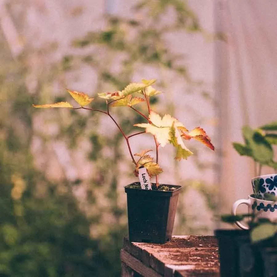 Björnbär Loch ness i kruka på ett träbord i växthusmiljö.