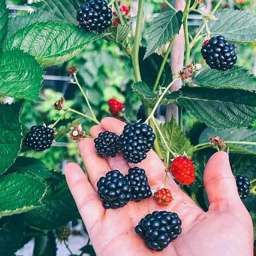Björnbär Rubus Juhas med mörka svarta bär och röda omogna bär i en hand mot en bakgrund av gröna blad.