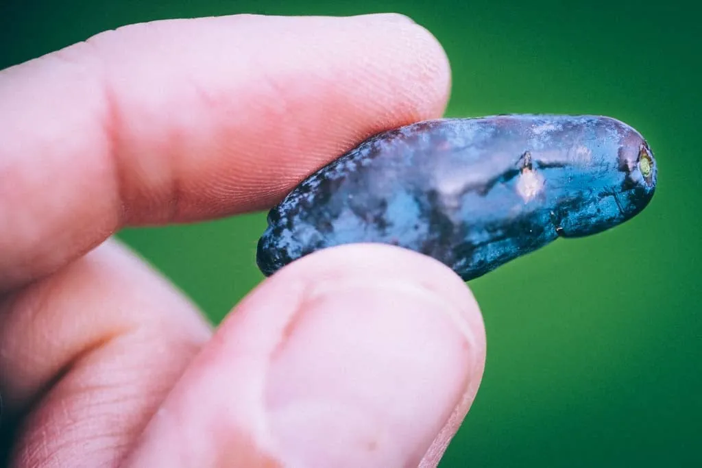 Blåbärstry hålls mellan två fingrar, närbild mot grön bakgrund.