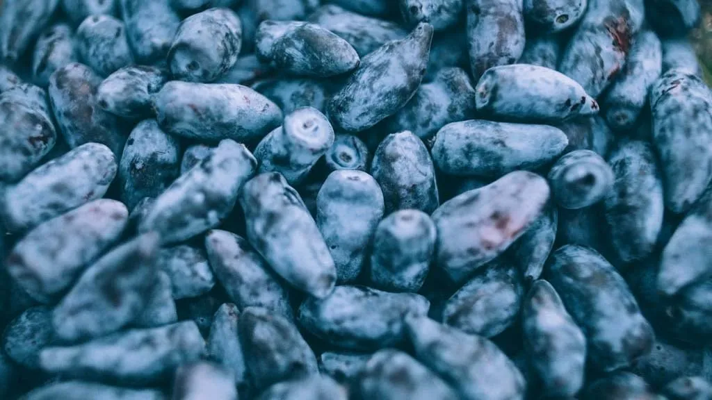 Blåbärstry med närbild på många mogna, avlånga blå bär som ligger tätt tillsammans.