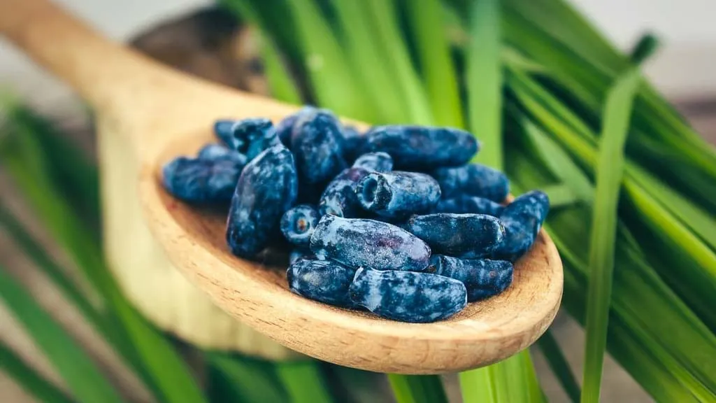 Blåbärstry, avlånga mörkblå bär med söt smak, perfekta att äta färska eller använda i sylt och bakverk.