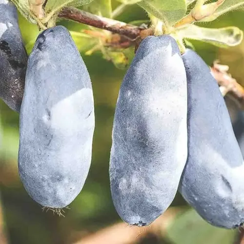 Blåbärstry, närbild på tre stora, avlånga och ljusblå bär mot en bakgrund av gröna blad och grenar.
