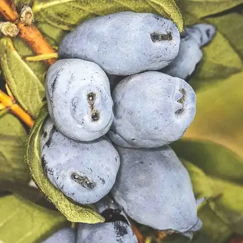 Blåbärstry Boreal Beast, närbild på avlånga blå bär omgivna av gröna blad.