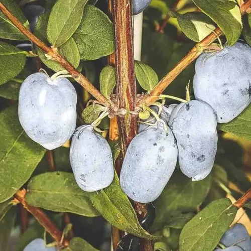 Blåbärstry Boreal Beauty visar ett klasliknande arrangemang av stora, avlånga blå bär med vaxartad yta som sitter tätt intill en kraftig rödbrun gren omgiven av ovala gröna blad.
