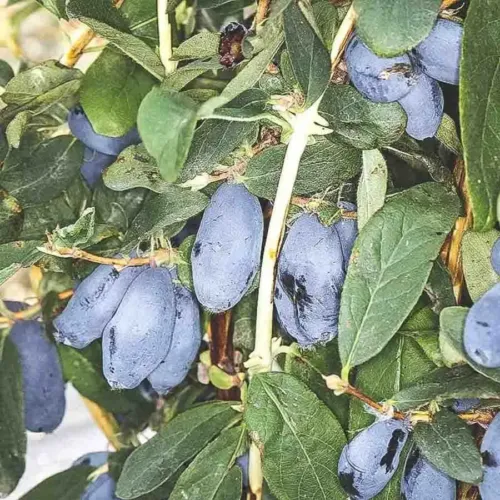 Blåbärstry Boreal Blizzard med blå avlånga bär bland gröna blad.