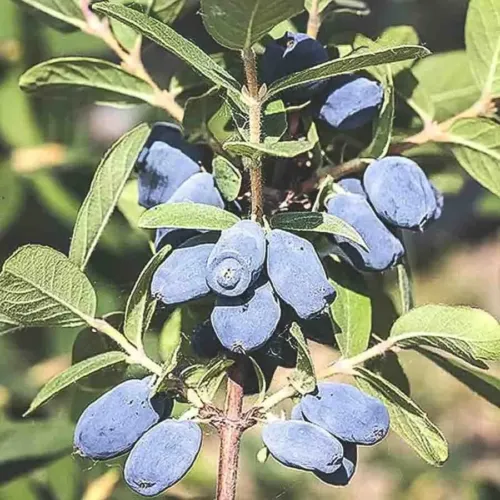 Blåbärstry Honeybee med klasar av avlånga blå bär och gröna blad i solljus.