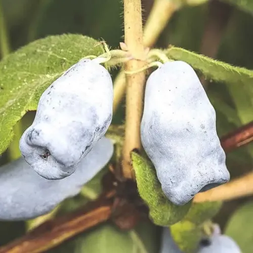 Blåbärstry Jugana – närbild på två mogna avlånga bär med blådaggig yta mot grön bakgrund.