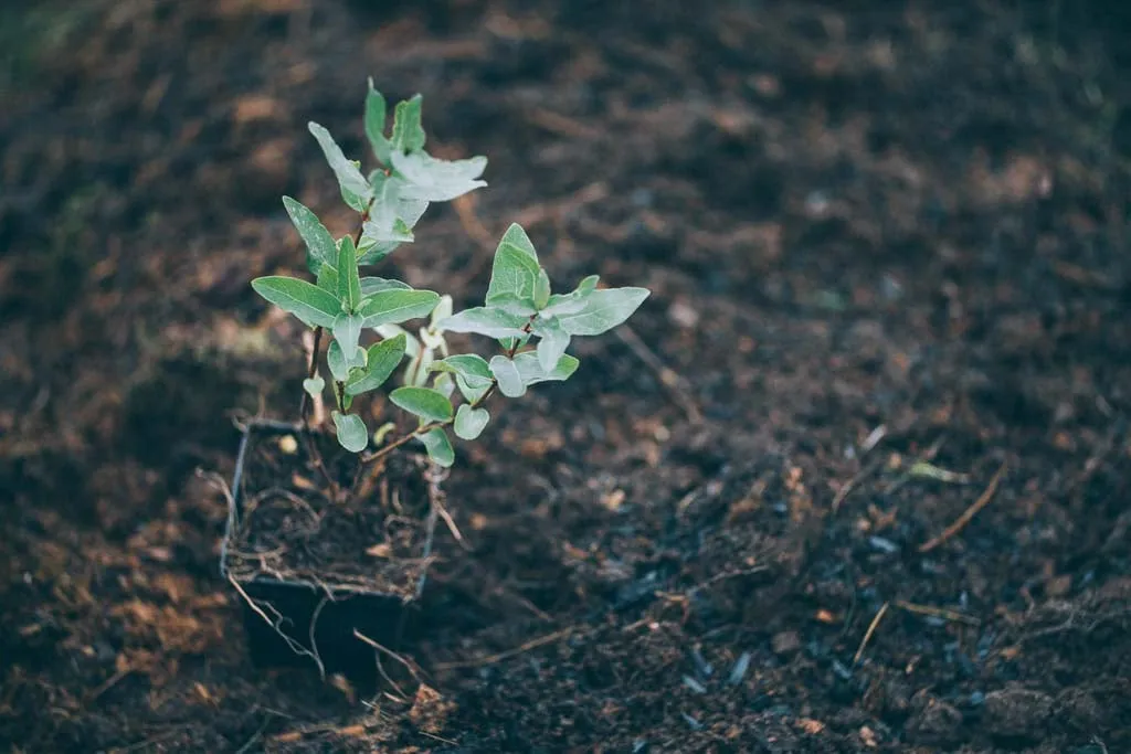 Plantering av en liten blåbärstryplanta i jord med synliga rötter och ung grönska.