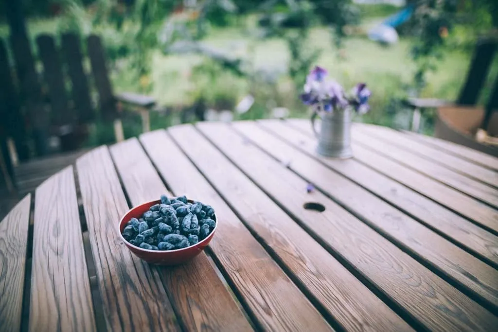 Blåbärstry Vostorg i röd skål på träbord med trädgård i bakgrunden.