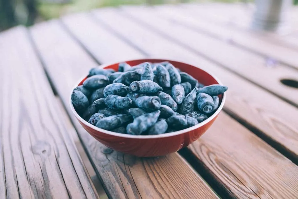 Blåbärstry Vostorg, en tidig och saftig sort med stora, avlånga bär i en röd metallskål på träbord med suddig bakgrund.