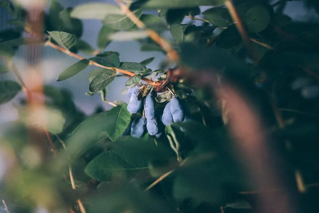Blåbärstry Vostorg med blå avlånga bär bland gröna blad i mjukt motljus.