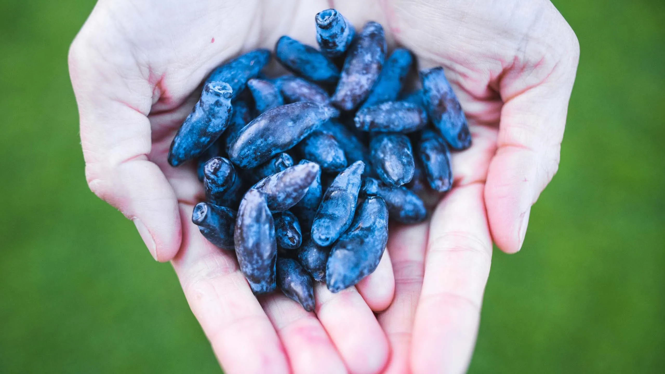 Blåbärstry Vostorg – Nyskördade blåbärstry i kupade händer mot suddig grön bakgrund.