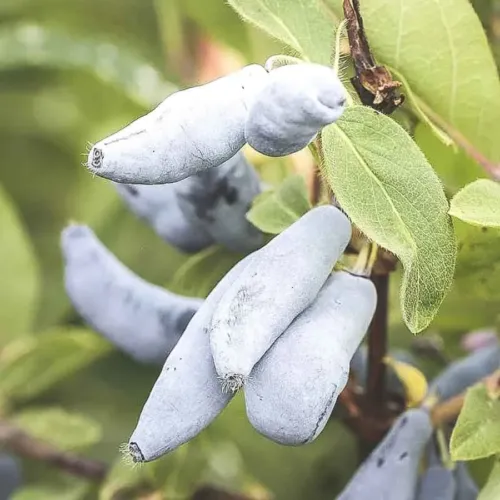 Blåbärstry Vostorg, närbild på avlånga blå bär bland gröna blad i soligt ljus.