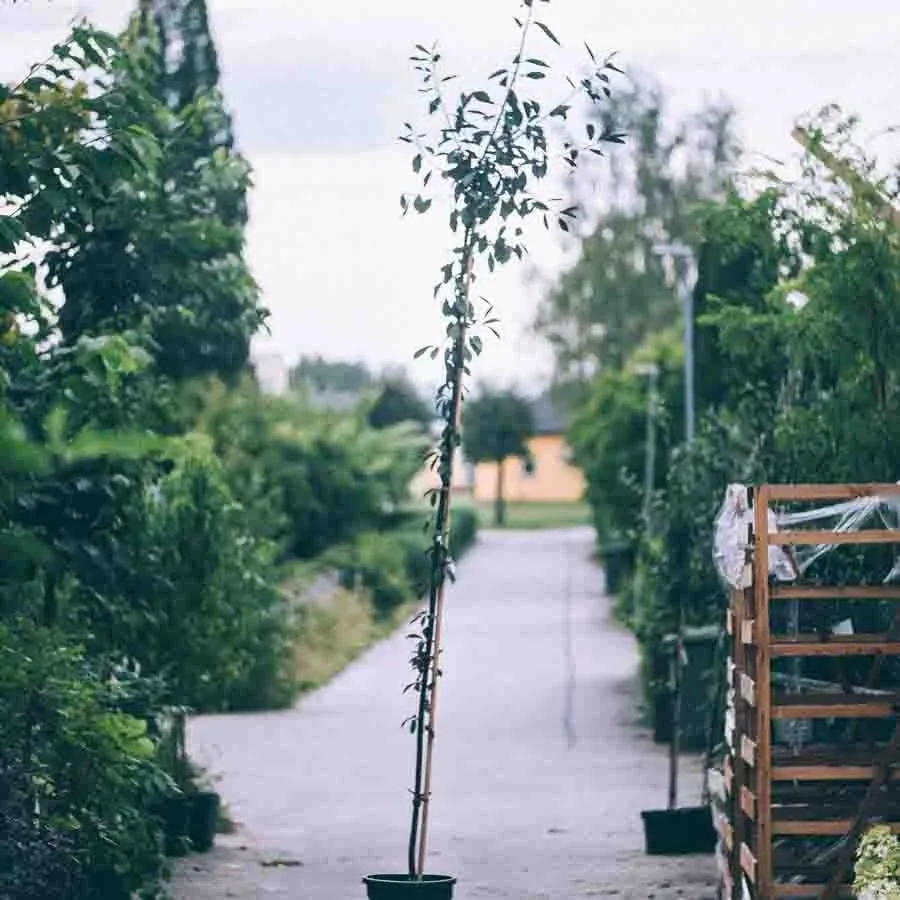 Blodhägg Prunus padus Colorata som ung planta i kruka, omgiven av gröna växter längs en väg.