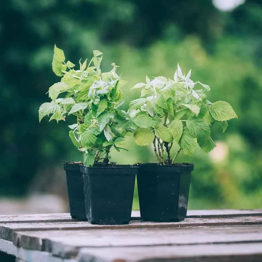 Buskhallon Yummy i tre svarta krukor på träbord med suddig grön bakgrund.