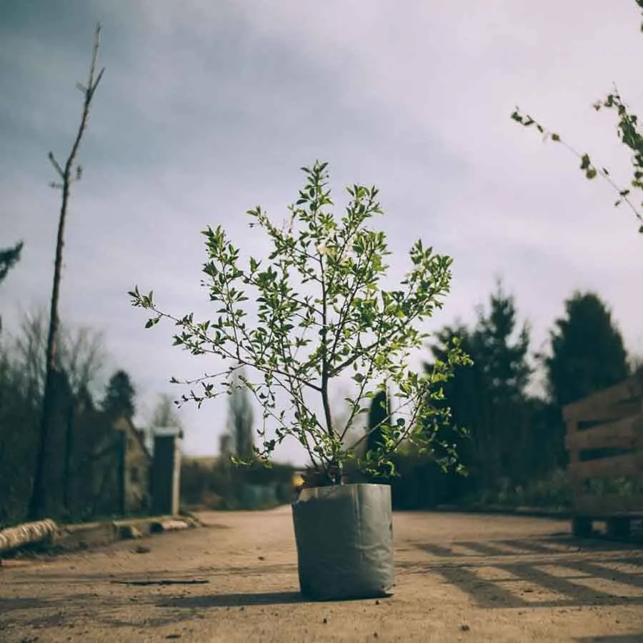 Buskkörsbär Berit i kruka på en grusväg med träd och staket i bakgrunden.