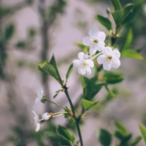 Buskkörsbär Berit med vita blommor i närbild mot mjuk, oskarp bakgrund.