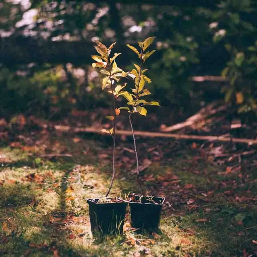 Buskkörsbär Molodieznaja som unga plantor i krukor, stående på en solbelyst skogsglänta med mjuk och grön bakgrund.