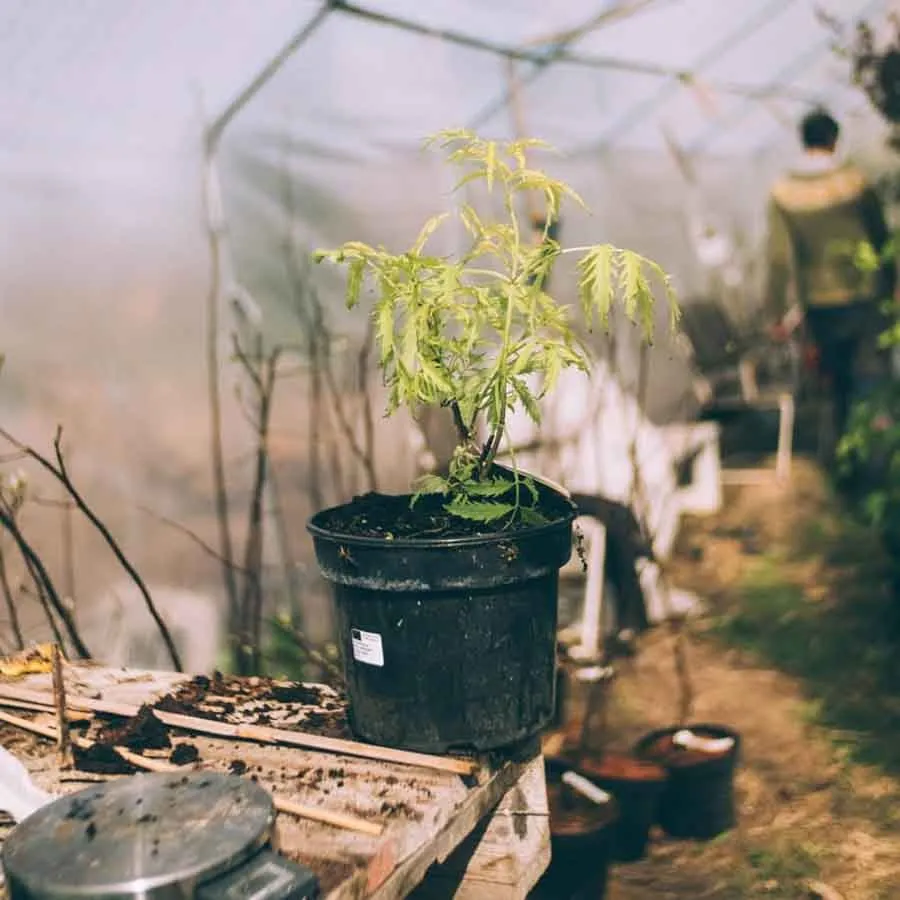 Druvfläder Sambucus racemosa ung planta i svart kruka stående på ett bord i ett växthus.