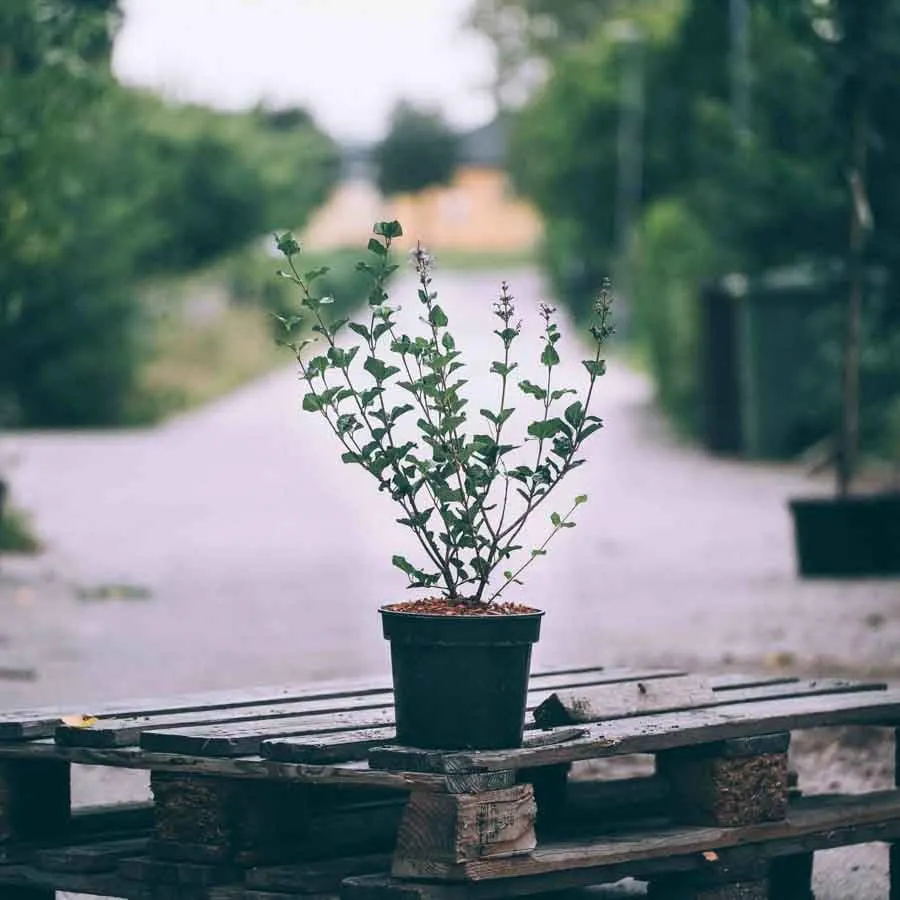 Dvärgsyren Palibin i svart plastkruka placerad på en träpall utomhus, med grusväg och gröna träd i bakgrunden.