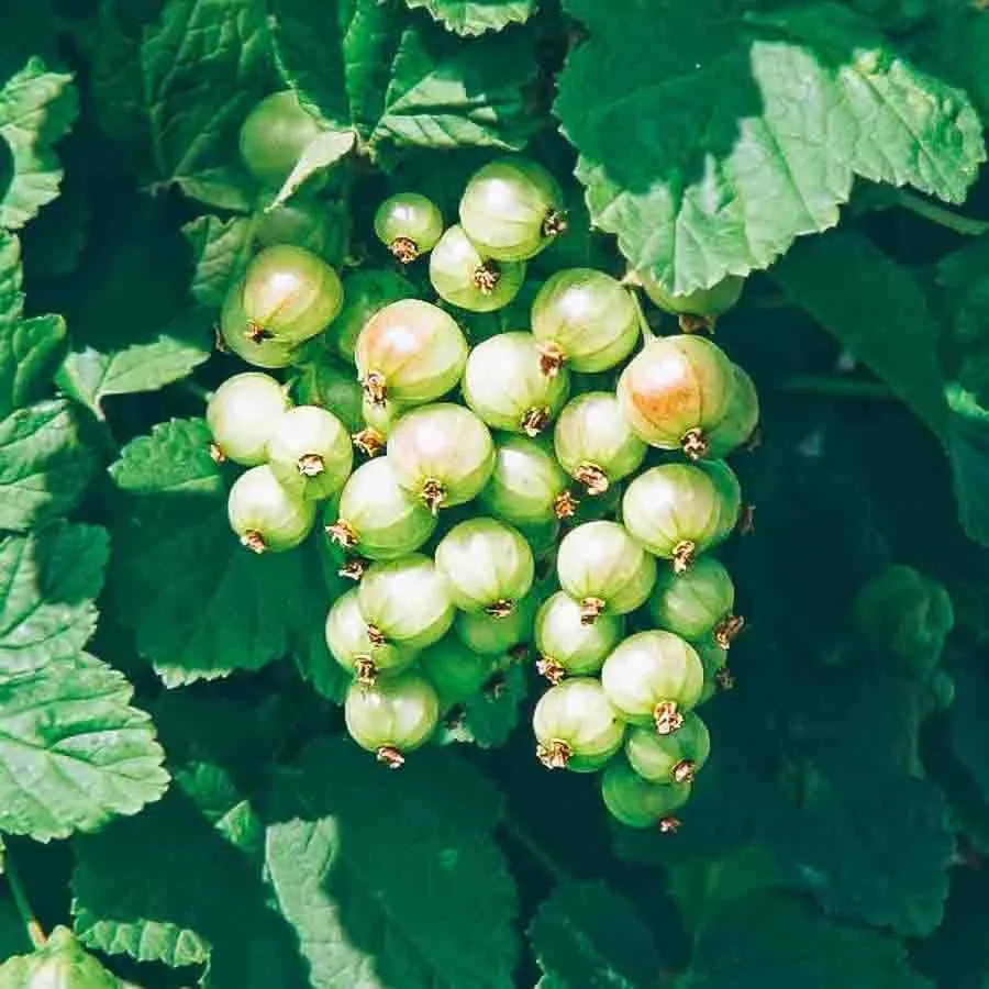 Gröna vinbär 'De Gröna' med klasar av omogna bär bland gröna blad.