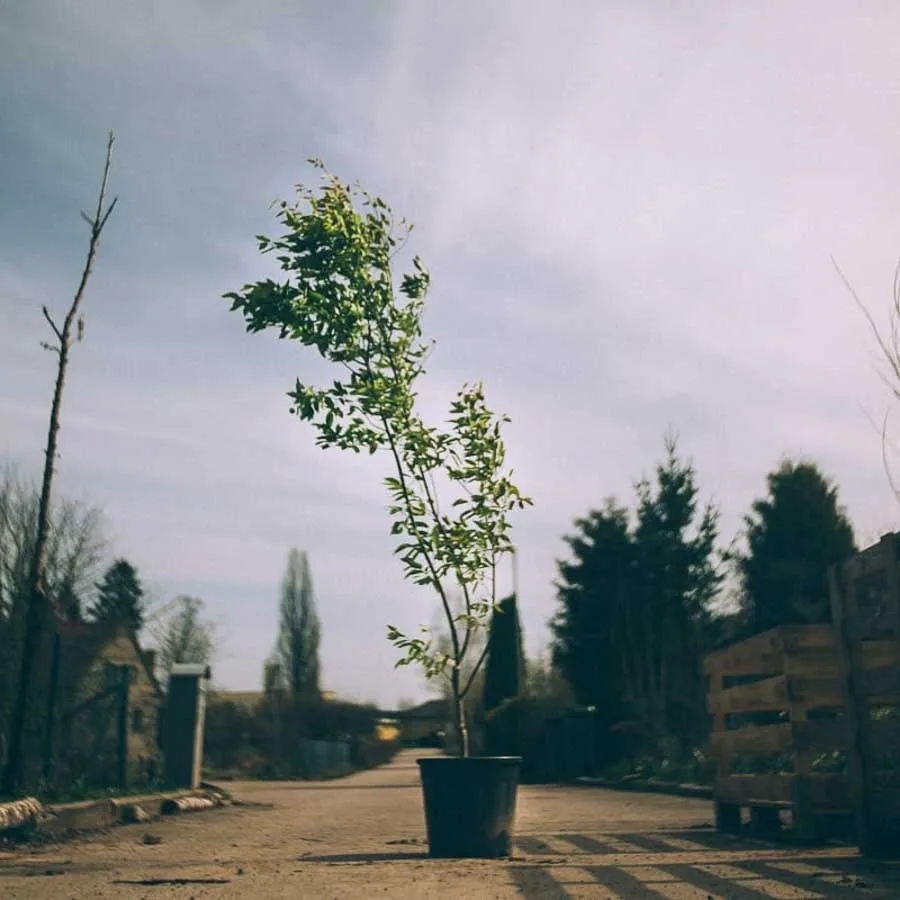 Häggmispel storblommig Robin Hill, ung planta i kruka fotograferad utomhus.
