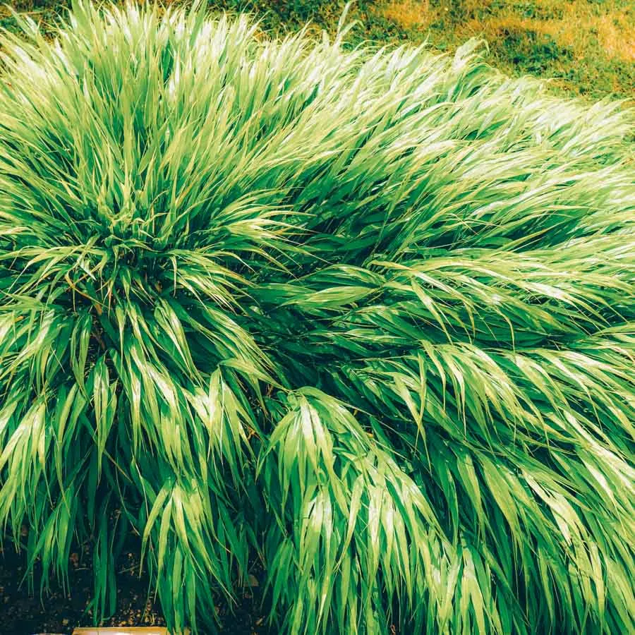 Hakonegräs Hakonechloa macra med böljande grönt bladverk i solig plantering
