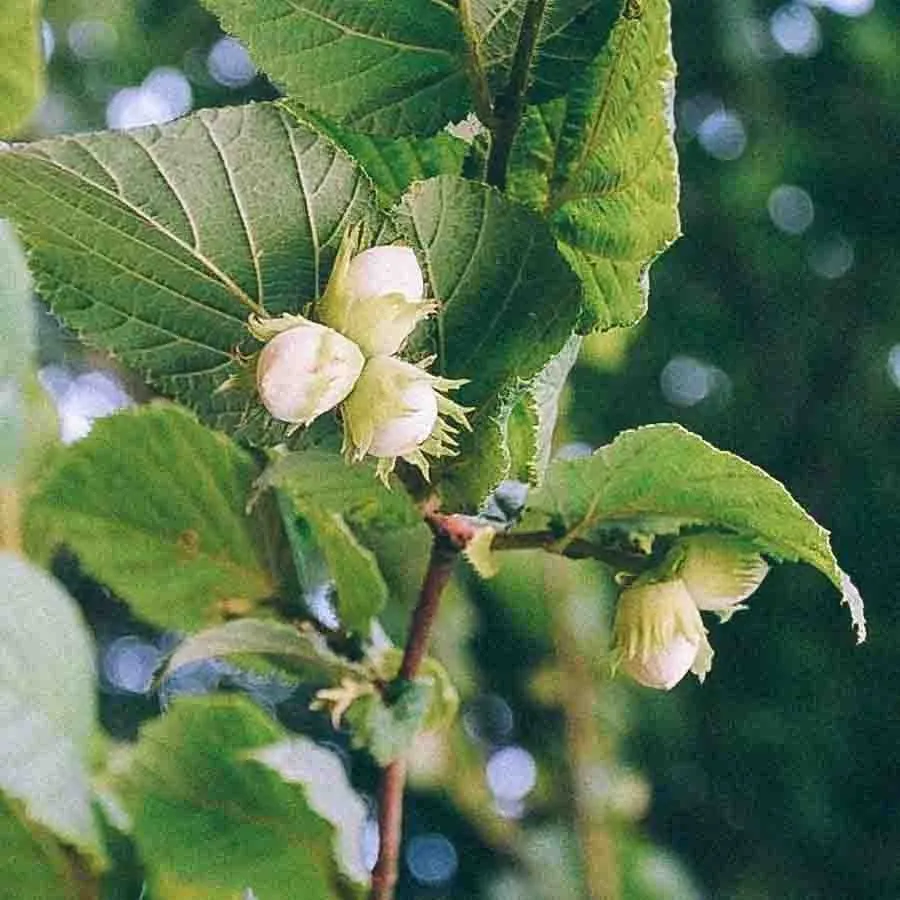 Hassel Barcelona med omogna hasselnötter i klasar på grön kvist.