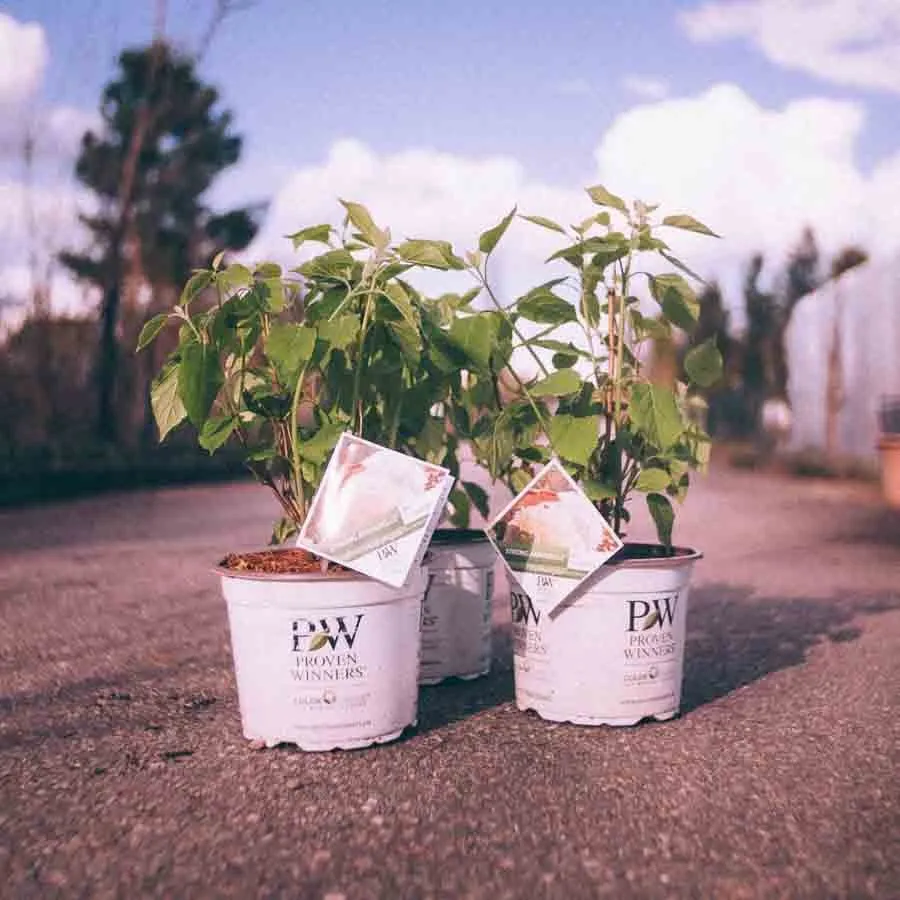 Hortensia Annabelle i vita krukor med gröna blad och etiketter.