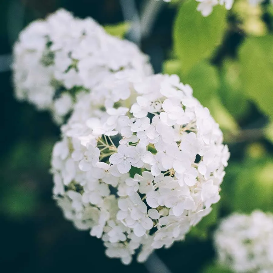 Hortensia Strong Annabelle med stora vita blommor mot grön suddig bakgrund.
