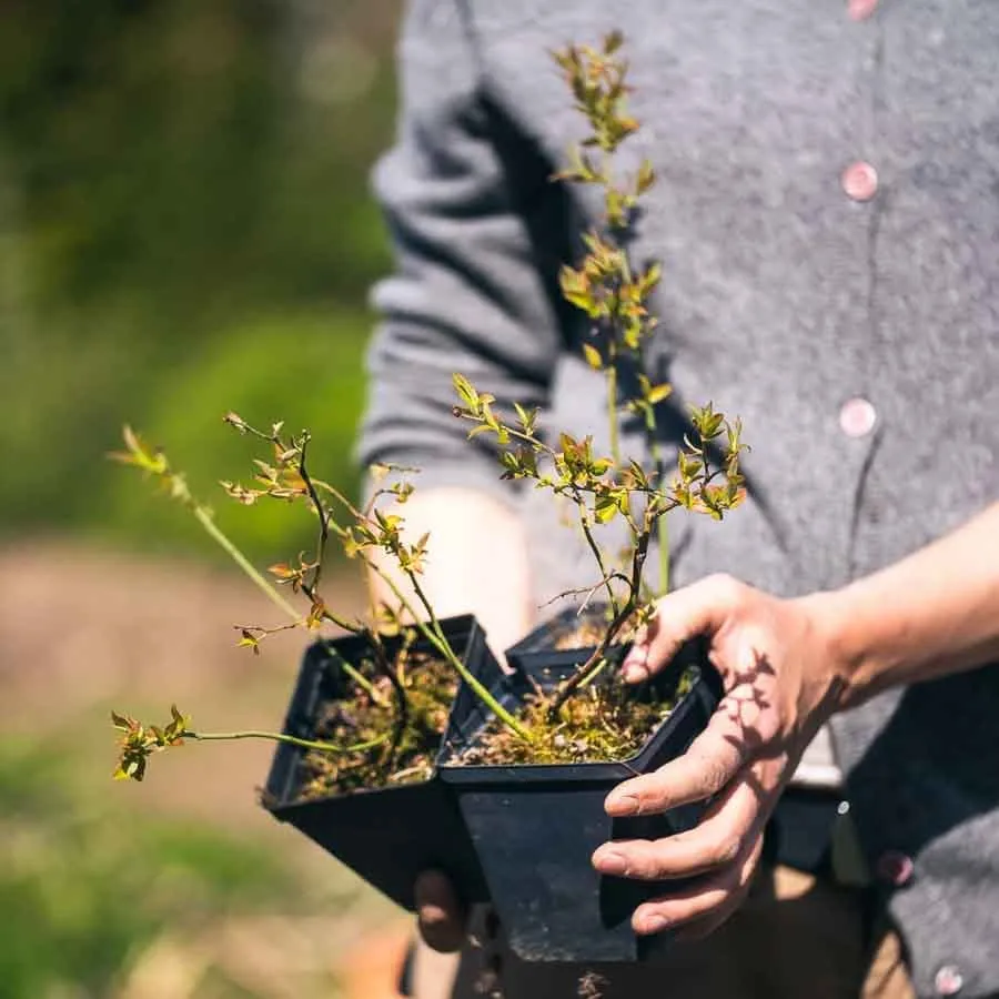 Hybridblåbär North Blue i kruka, ung planta med små gröna blad.