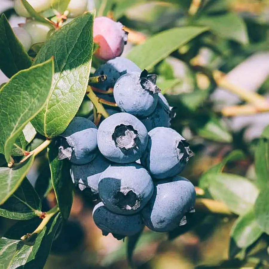 En klase blåa hybridblåbär av sorten Top Hat.