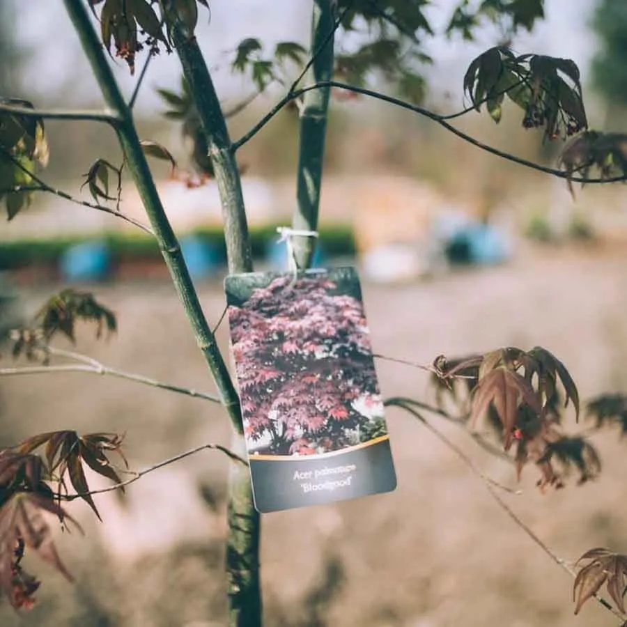 Japansk lönn Bloodgood – ung planta med etikett som visar ett fullvuxet träd med röda blad, fotograferad utomhus i mjukt dagsljus.