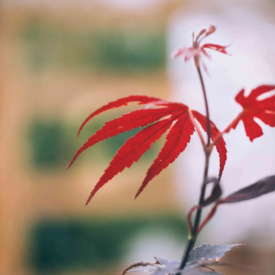 Japansk lönn Bloodgood med röda flikiga blad mot mjuk och ljus bakgrund.