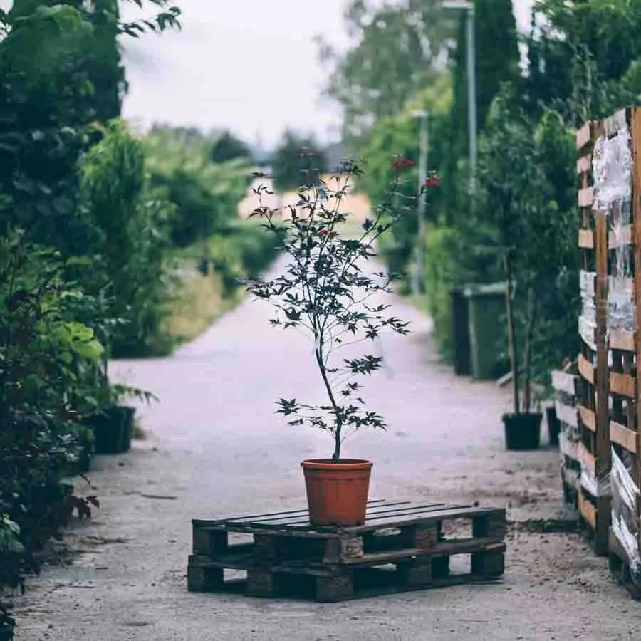 Japansk lönn Bloodgood i kruka med rödlila blad, placerad på träpall längs trädgårdsgång omgiven av grönska.