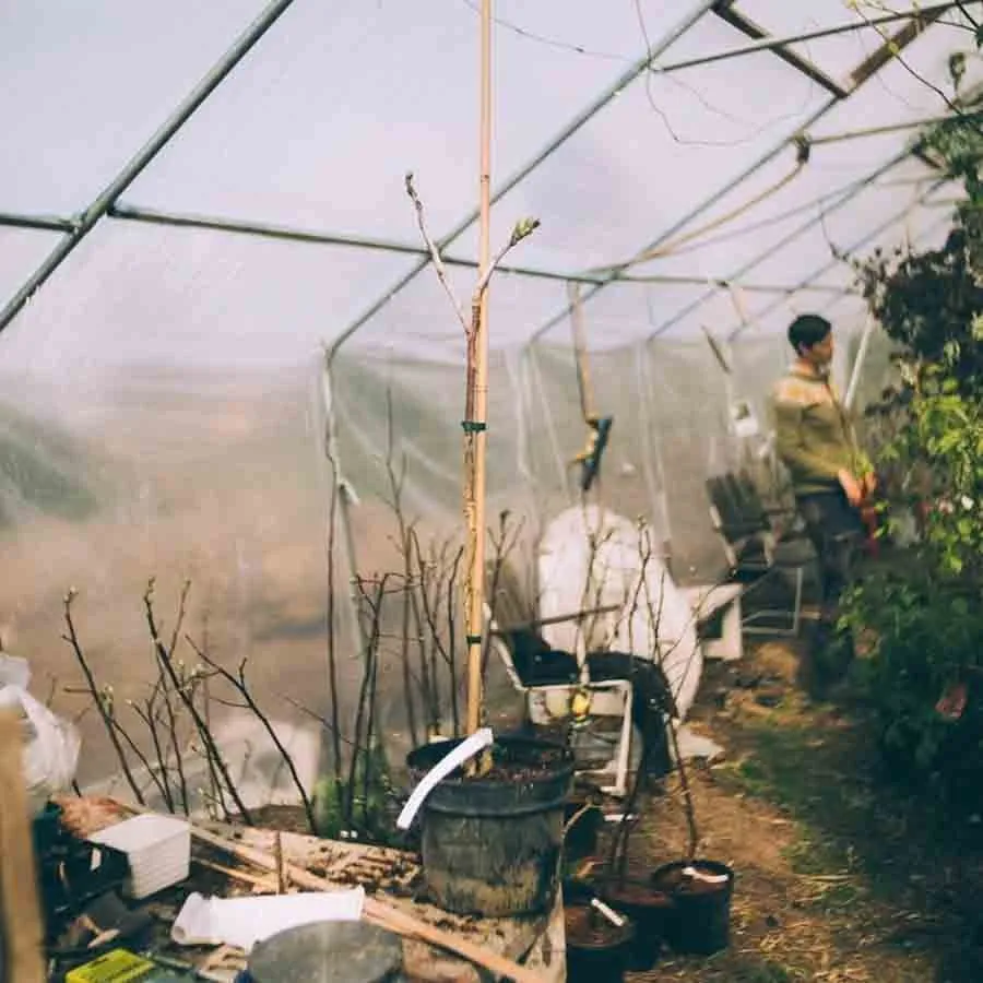 Kentuckykaffe Gymnocladus dioicus som barrotad planta i växthus.