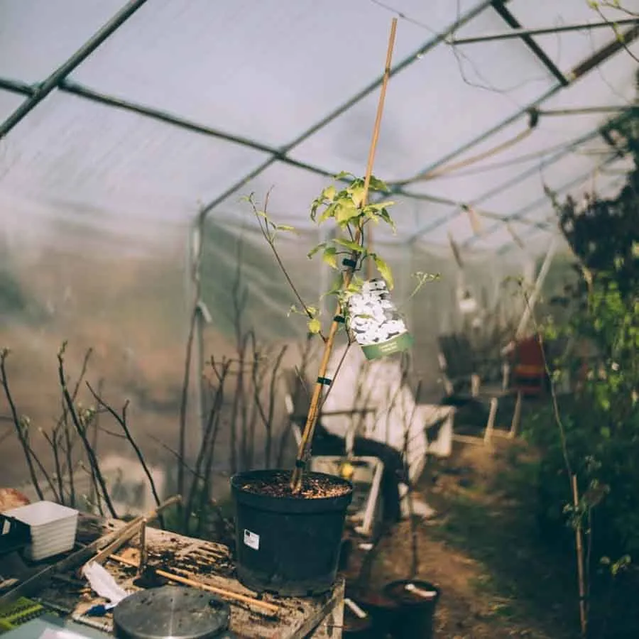 Kinesisk blomsterkornell China Girl i kruka, uppbunden med bambupinne i ett växthus.