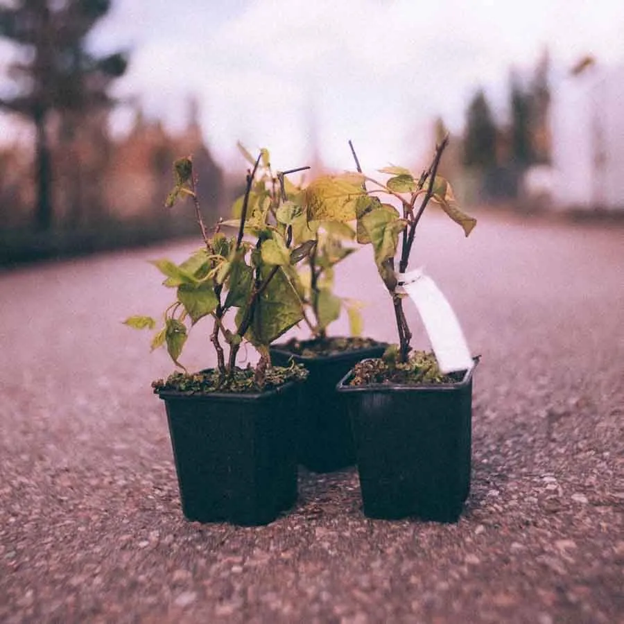 Kiwi Actinidia kolomikta i små svarta krukor på en asfalterad väg i mjukt kvällsljus.