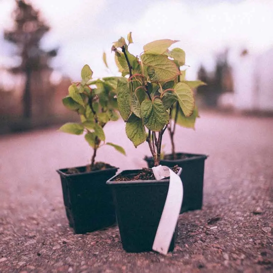 Kiwi Sentyabraskaya med gröna hjärtformade blad i små krukor.