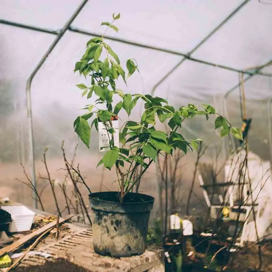 Körsbärsbenved Euonymus planipes i kruka stående i växthus med plasttak.