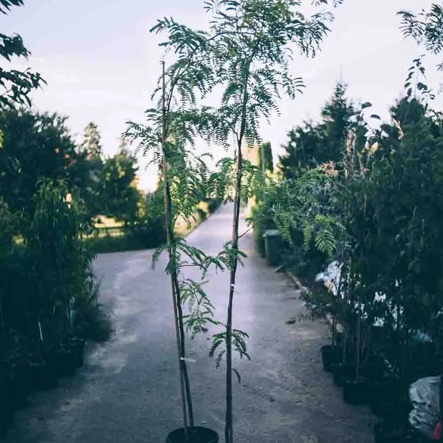 Korstörne Sunburst, gracilt träd med ormbunksliknande ljusgröna blad som ger ett luftigt intryck.