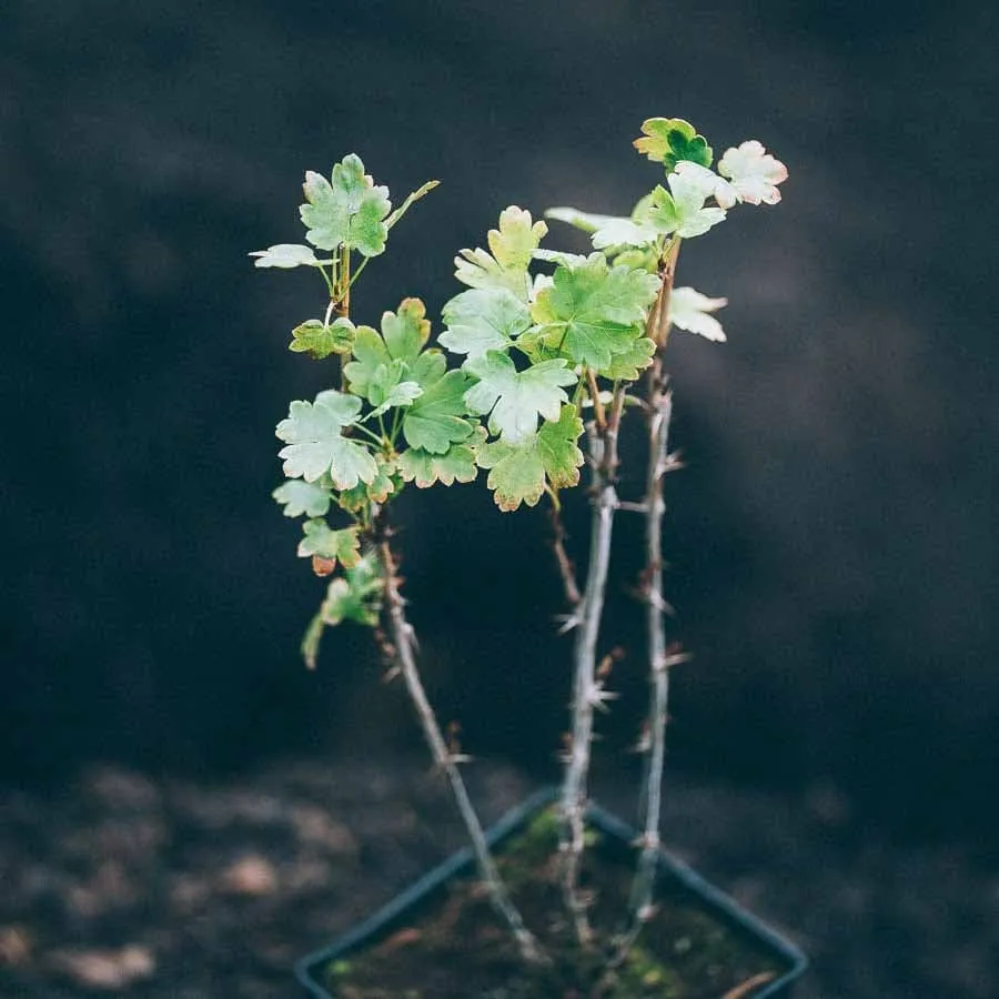 Krusbär Martens ribes uva crispa i kruka med taggiga grenar och ljusgröna flikiga blad.