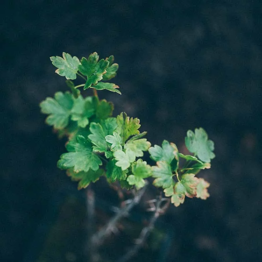 Krusbär Martens som ung planta i kruka – taggfri sort av Ribes uva-crispa.